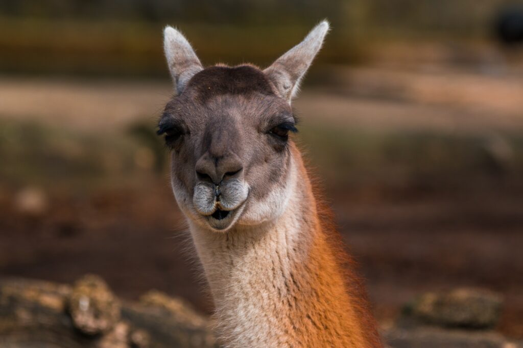 Charming Alpaca Close-Up Wallpaper: Calm Expression & Textured Fur