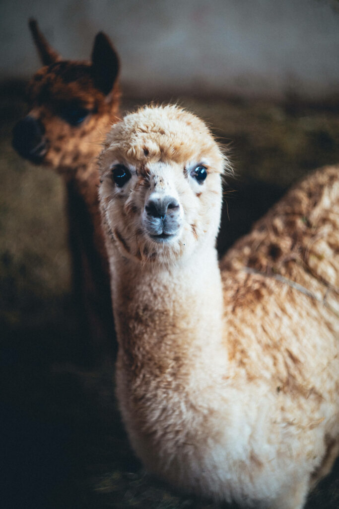 Charming Alpaca Wallpaper: Fluffy Coats & Cozy Atmosphere
