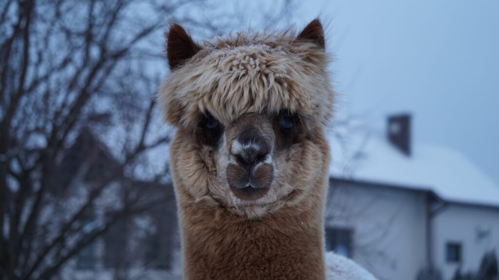 Charming Alpaca Close-Up Wallpaper: Fluffy & Serene Desktop Background