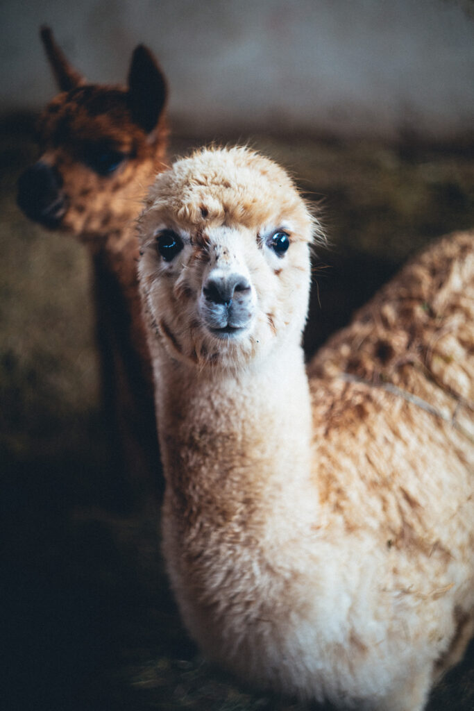 Charming Alpaca Wallpaper: Cute, Fluffy & Humorous Background