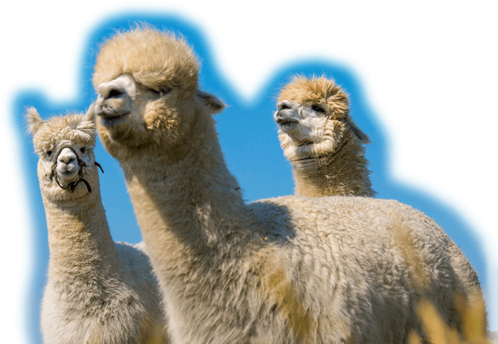 Charming Wallpaper of Fluffy Alpacas Against a Blue Sky Background