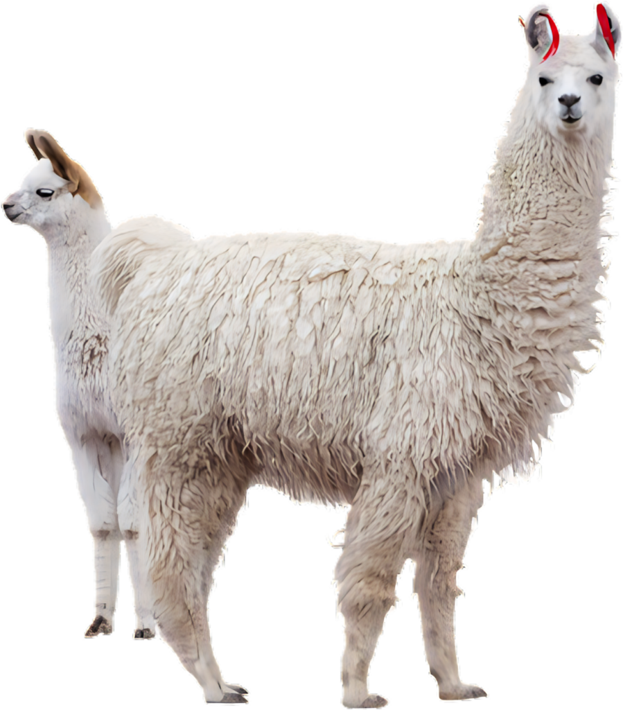 Fluffy Alpacas Against Clear Background - Serene Nature Image Wallpaper