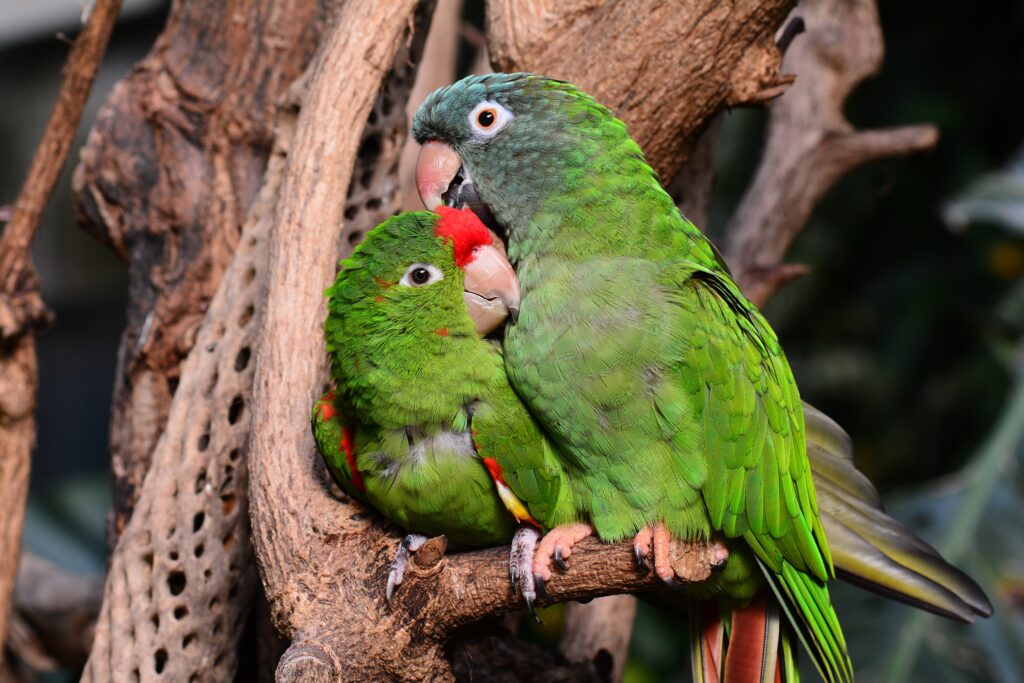 Charming Amazon Parrots: Cute Companionship on a Tree Branch Wallpaper