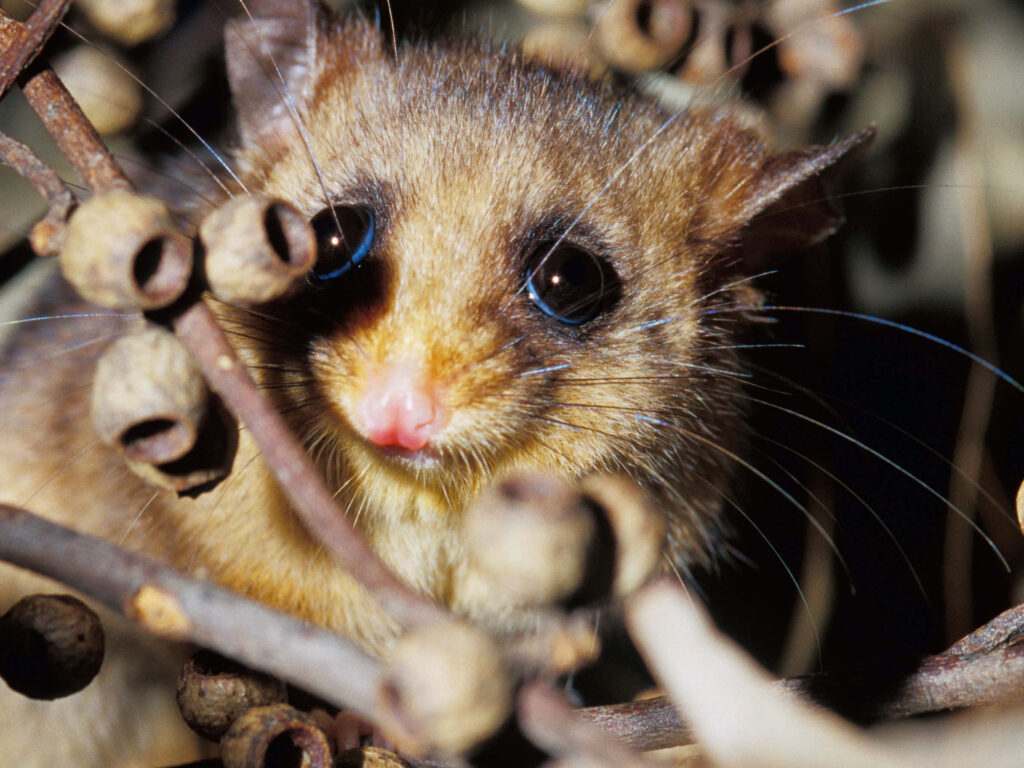 Charming Close-Up of a Curious Animal in a Natural Tree Background Wallpaper