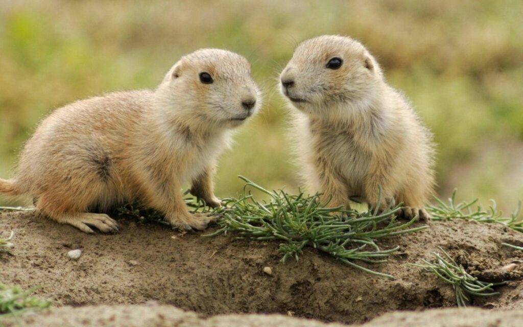 Charming Small Animals on Grass - Serene Nature Wallpaper