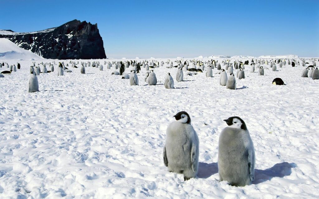 Charming Penguin Scene Wallpaper: Antarctic Icy Landscape Background