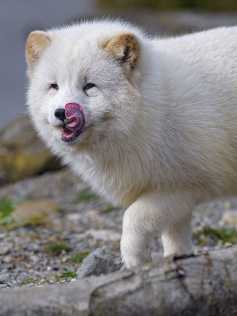 Charming Arctic Fox Wallpaper: Playful Tongue & White Fur Background