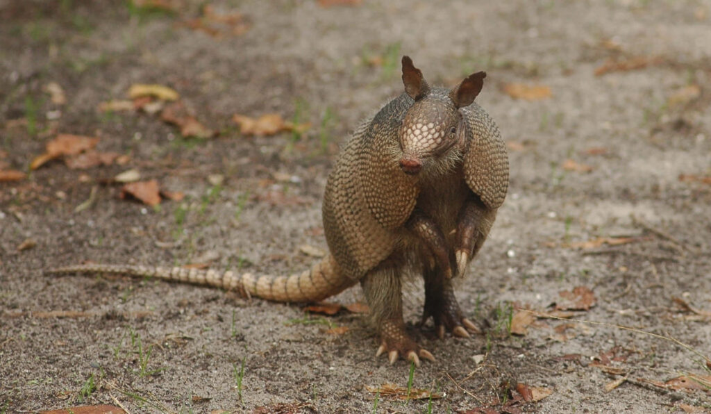 Charming Armadillo on Sandy Ground with Leaves - Nature Wallpaper