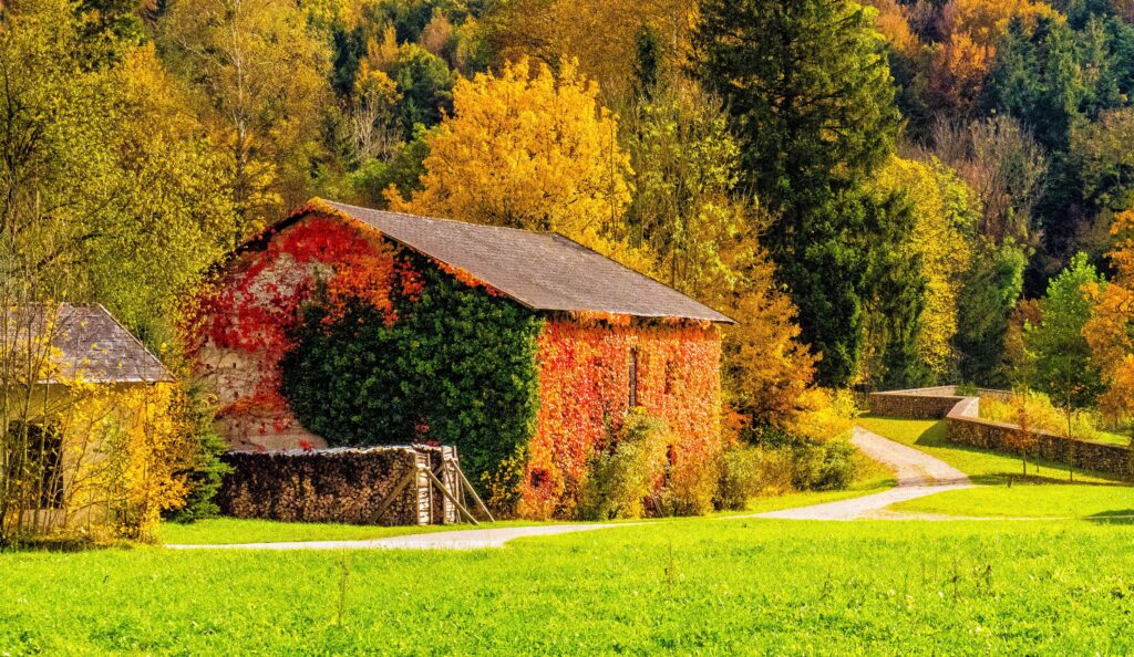 Charming building covered in vibrant autumn ivy surrounded by colorful fall trees and green grass Wallpaper