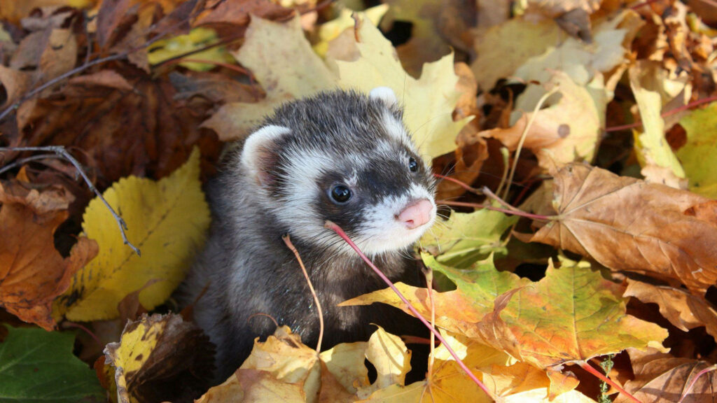 Charming Autumn Wallpaper: Cute Ferret Among Vibrant Fall Leaves