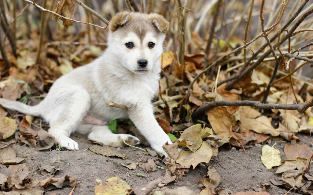 Charming Autumn Wallpaper: Cute Puppy Among Colorful Leaves