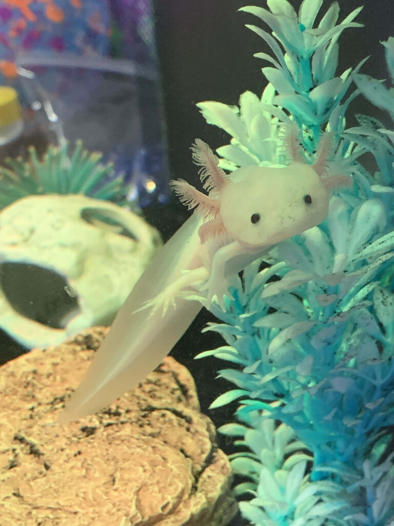 Charming Axolotl Wallpaper: Adorable Aquatic Scene with Greenery