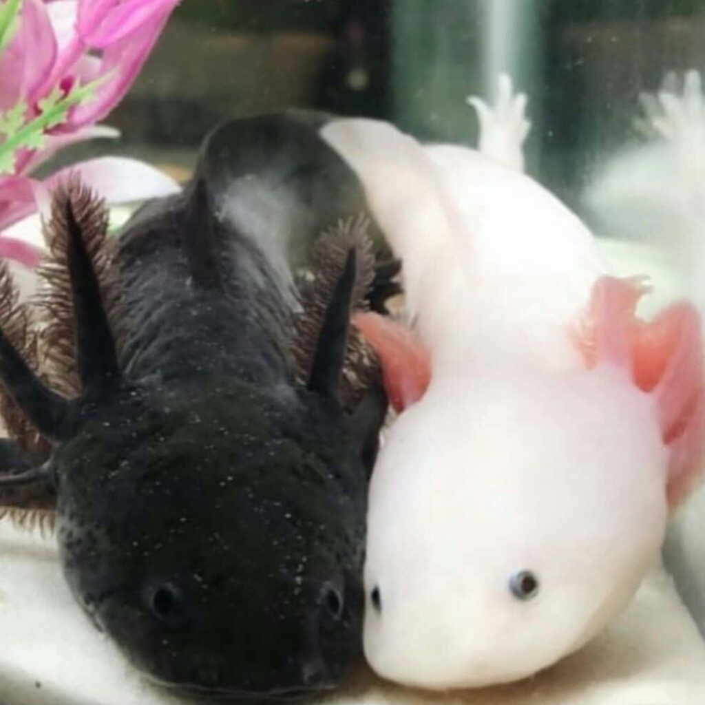 Adorable Axolotl Duo: Cute Black and Pink Wallpaper Design