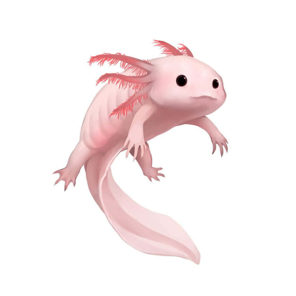 Charming Cute Axolotl Swimming Underwater - Whimsical Wallpaper