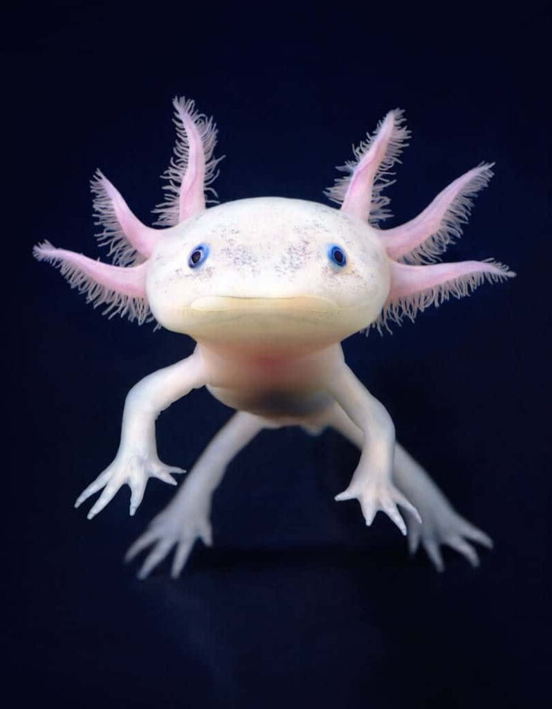 Smiling Axolotl Wallpaper: Playful Pink Gills on Dark Background
