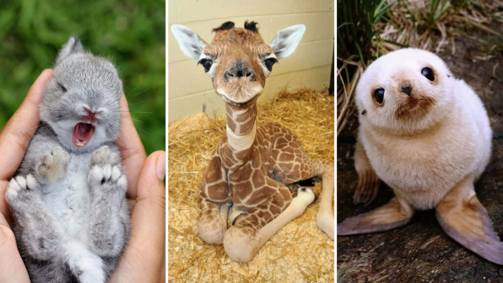 Charming Baby Animals Wallpaper: Fluffy Rabbit, Giraffe, & Seal Pup