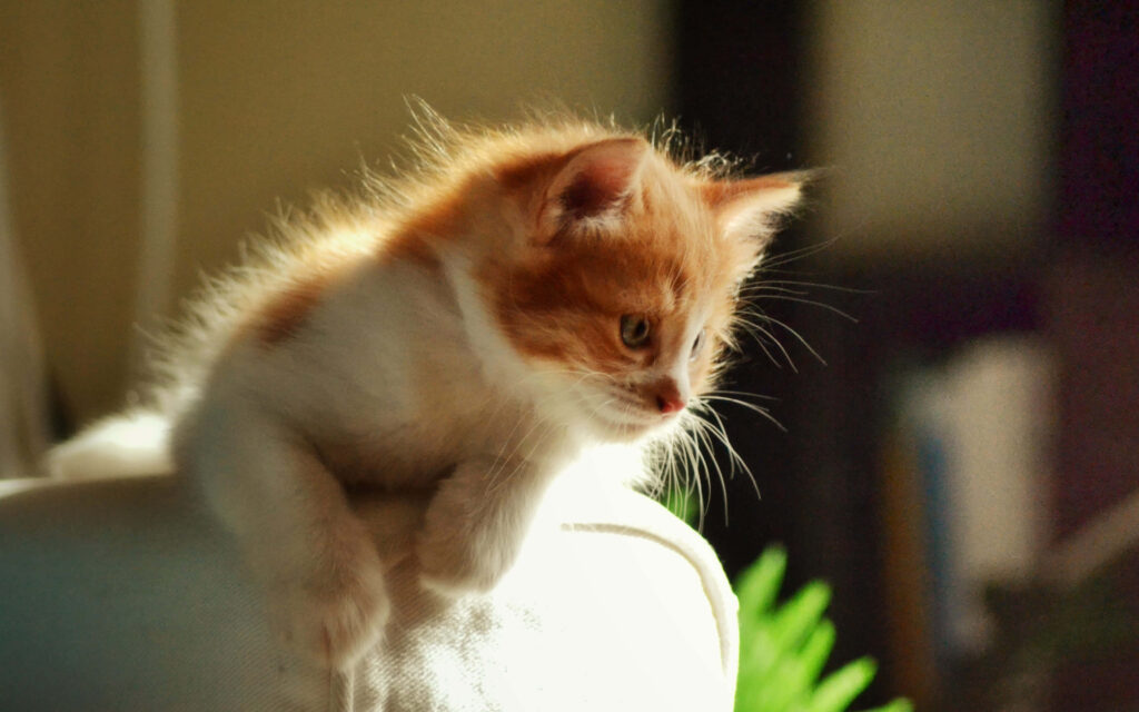 Charming Baby Cat Wallpaper: Adorable Orange & White Fur PFP