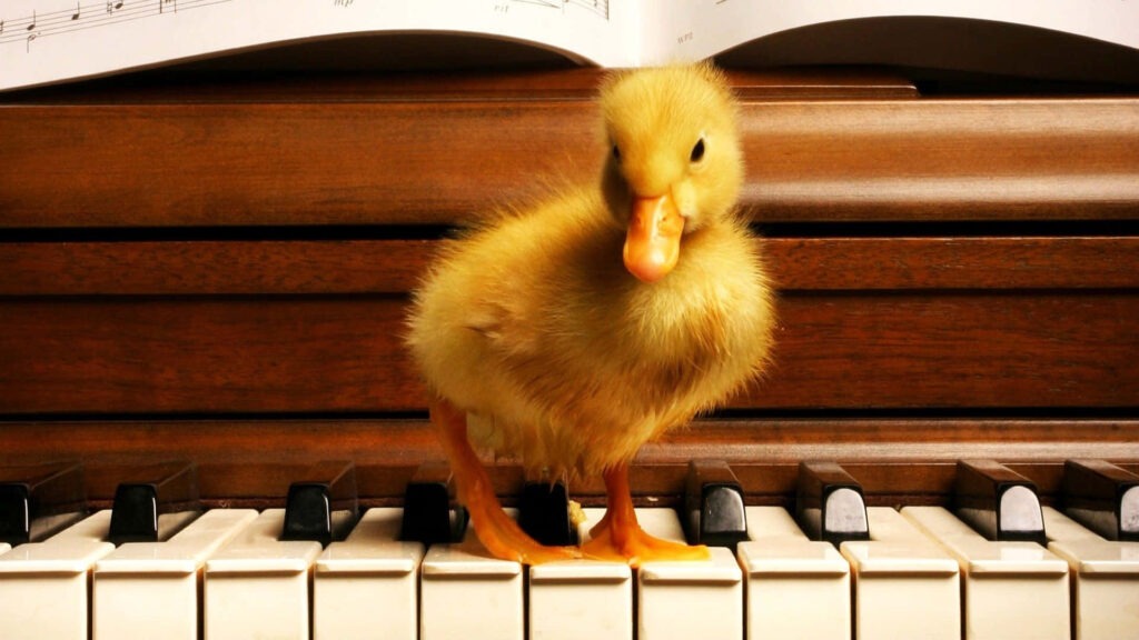 Charming Baby Duckling on Piano Keyboard - Adorable Wallpaper