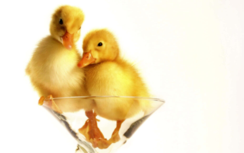 Charming Baby Ducklings in Glass - Cute Minimalist Wallpaper