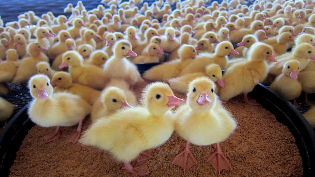 Charming Fluffy Baby Ducks Wallpaper - Nature's Innocence Background