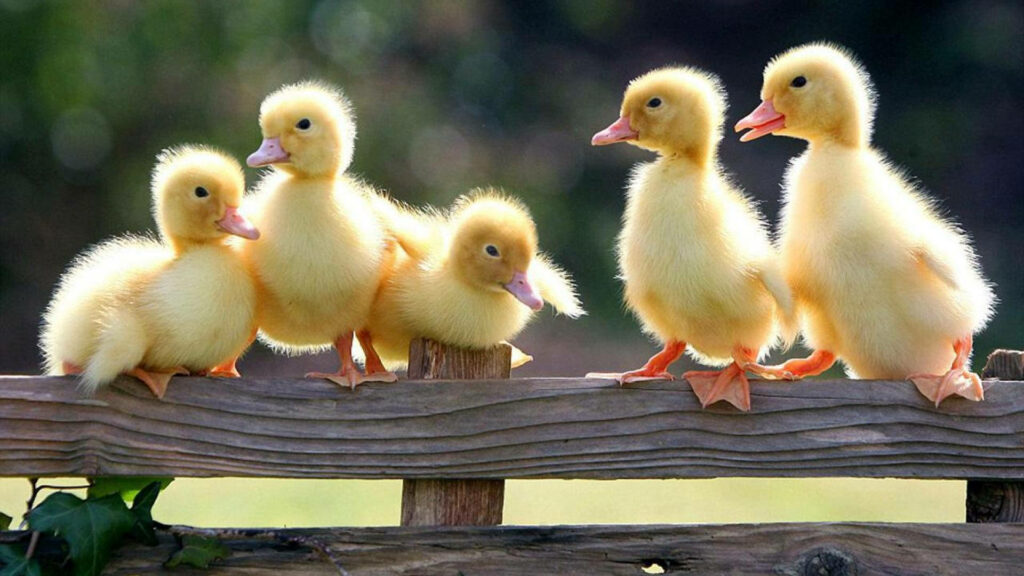 Charming Baby Ducks Wallpaper for a Cute Nature Background