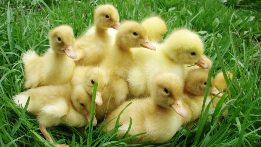 Charming Baby Ducks in Green Grass - Heartwarming Nature Wallpaper