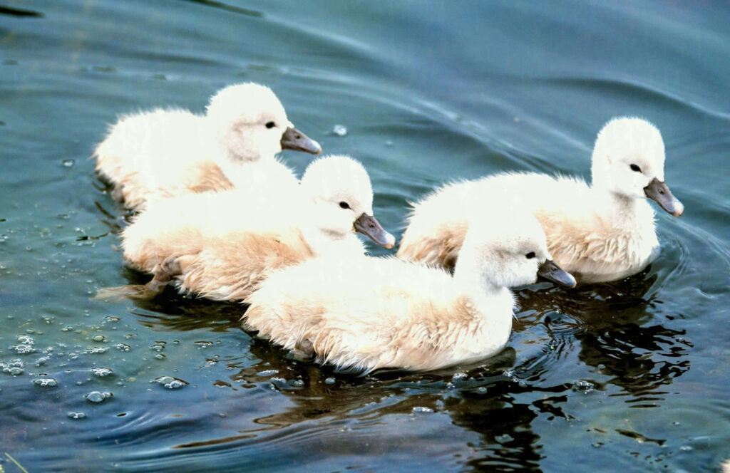 Serene Baby Ducks Wallpaper: Charming Nature Background