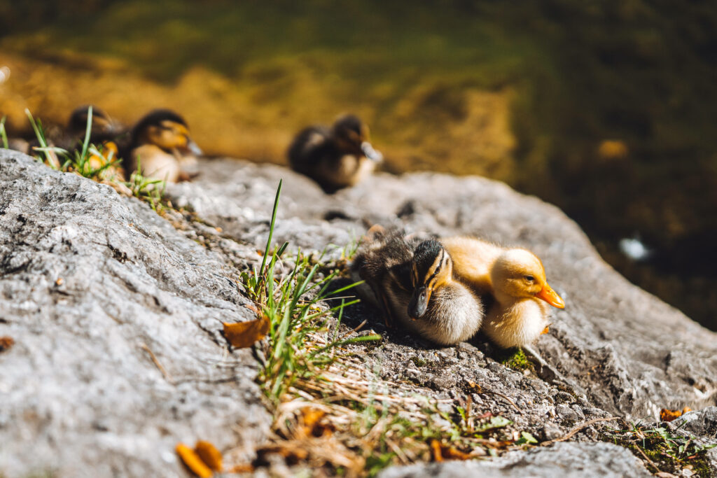 Charming Baby Ducks on Rocky Surface - Serene Nature Wallpaper