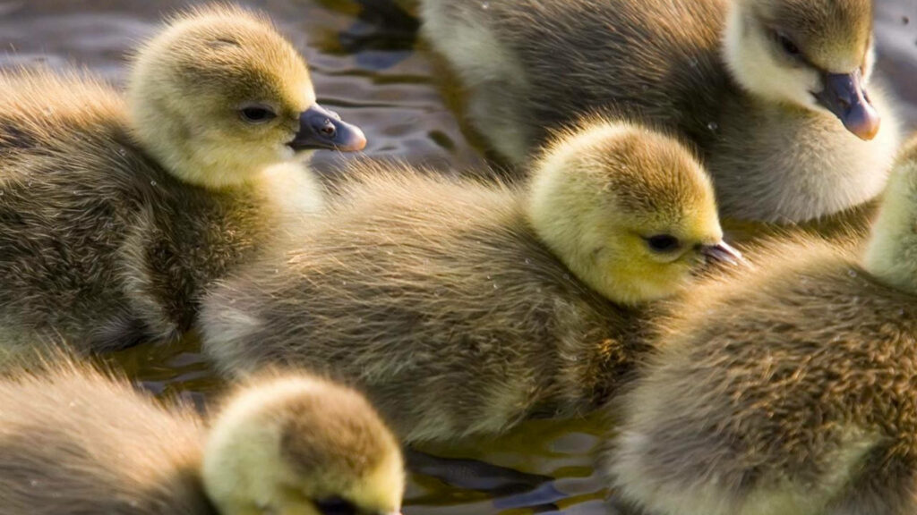Charming Baby Ducks Wallpaper: Soft Feathers & Serene Water Scene