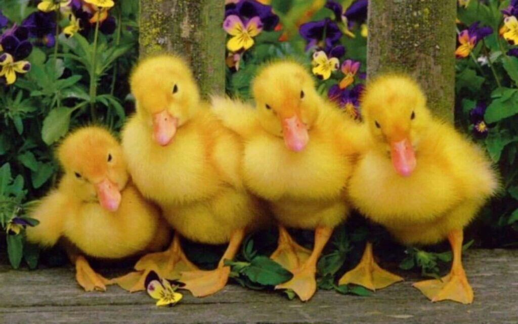 Charming Baby Ducks Wallpaper: Fluffy Friends in a Colorful Garden