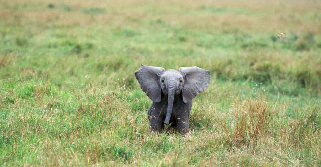 Young African Elephant Playfully Exploring Serene Savanna Landscape Wallpaper