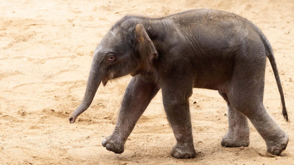 Charming Baby Elephant Wallpaper: Graceful Innocence on Sandy Terrain