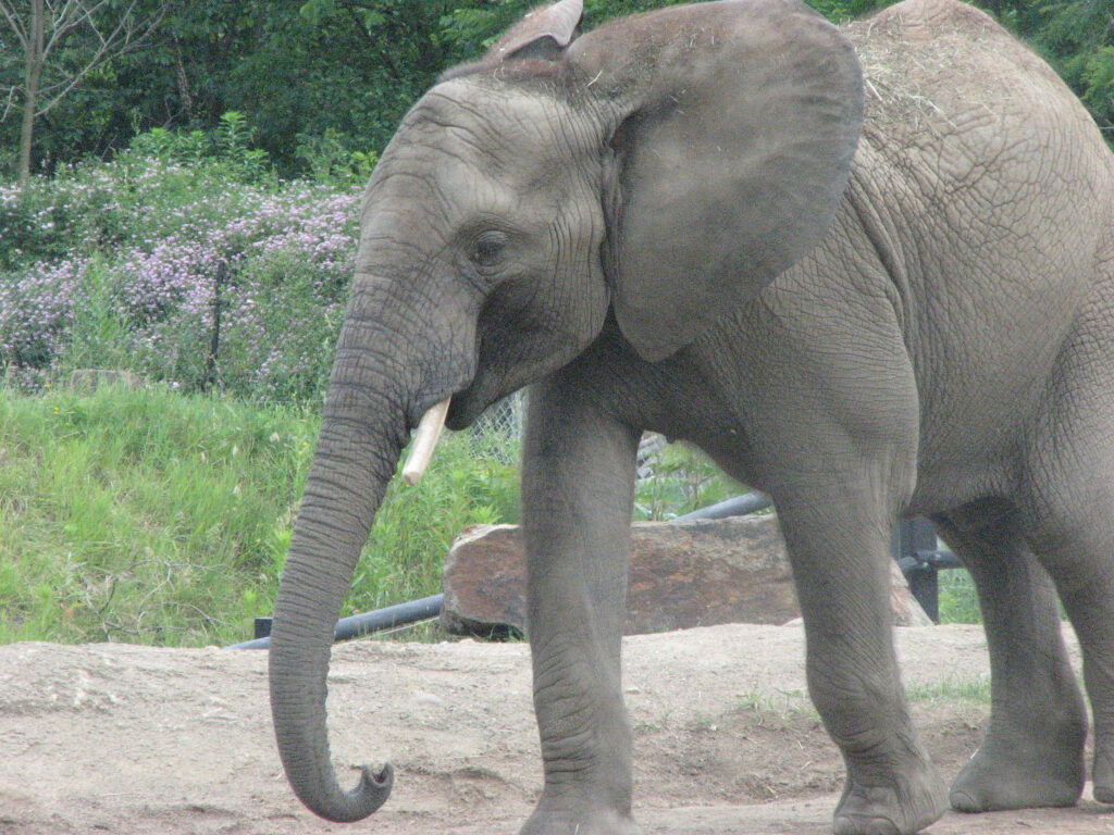 Playful Baby Elephant Wallpaper: Adorable Zoo Scene & Lush Greenery
