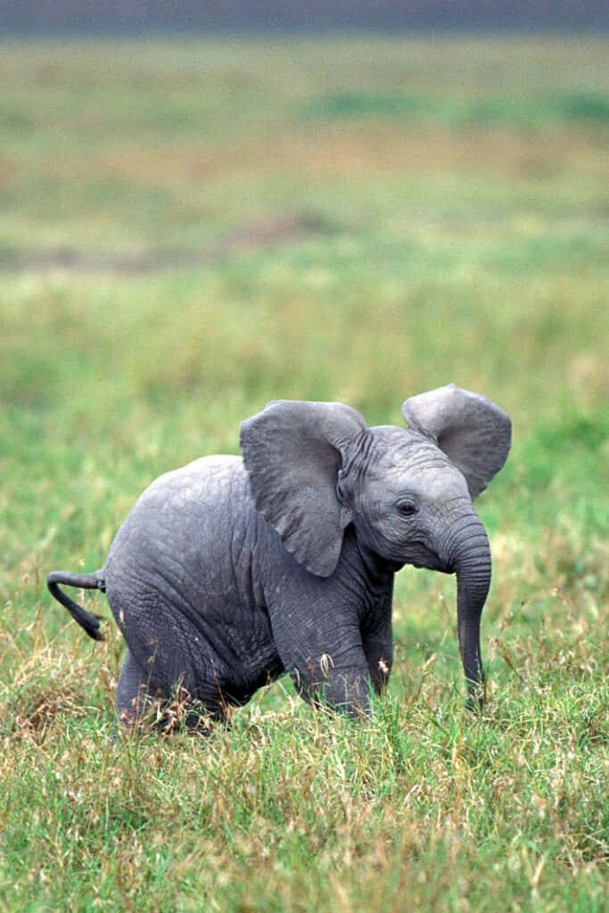 Charming Asian Baby Elephant in Lush Green Meadow Wallpaper