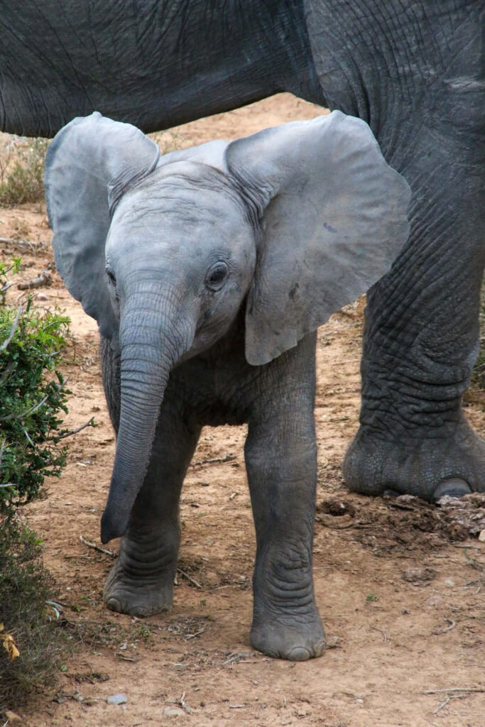 Charming Baby Elephant Explores Lush Greenery with Its Mother Wallpaper