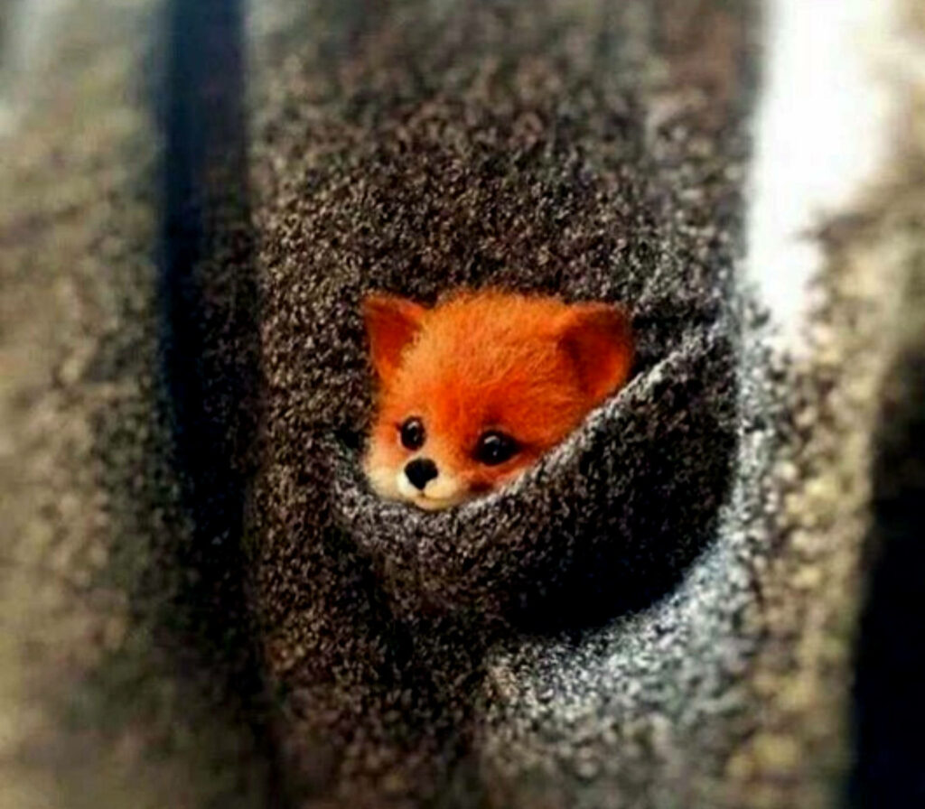 Charming Baby Fox in Gray Pocket Wallpaper: Cozy & Adorable Background