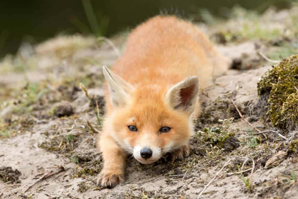 Charming Baby Fox in Earthy Background with Green Moss Wallpaper