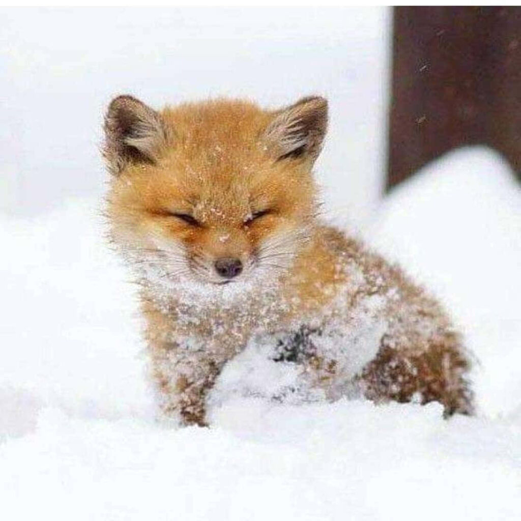 Charming Baby Fox in Snowy Landscape Wallpaper - Serene Background