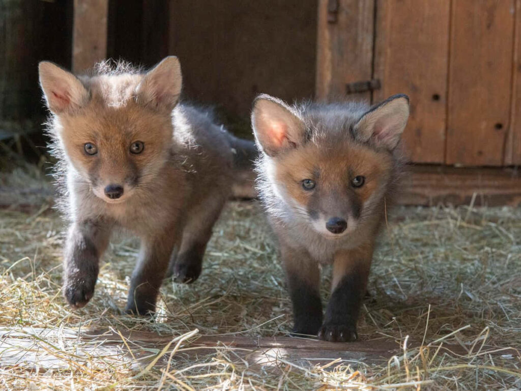 Close-Up of Adorable Baby Foxes in Cozy Natural Setting Wallpaper