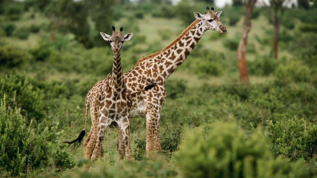 Charming Baby Giraffe and Mother in Lush Green Nature Scene Wallpaper