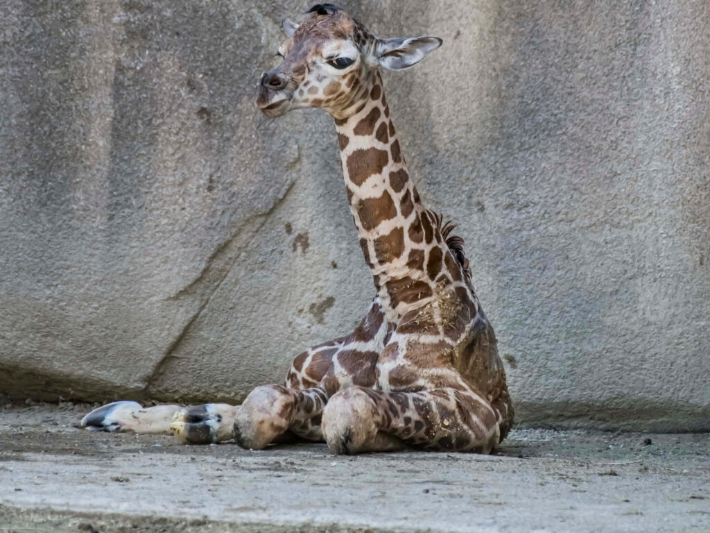 Charming Baby Giraffe Napping Wallpaper - Calm Stone Background