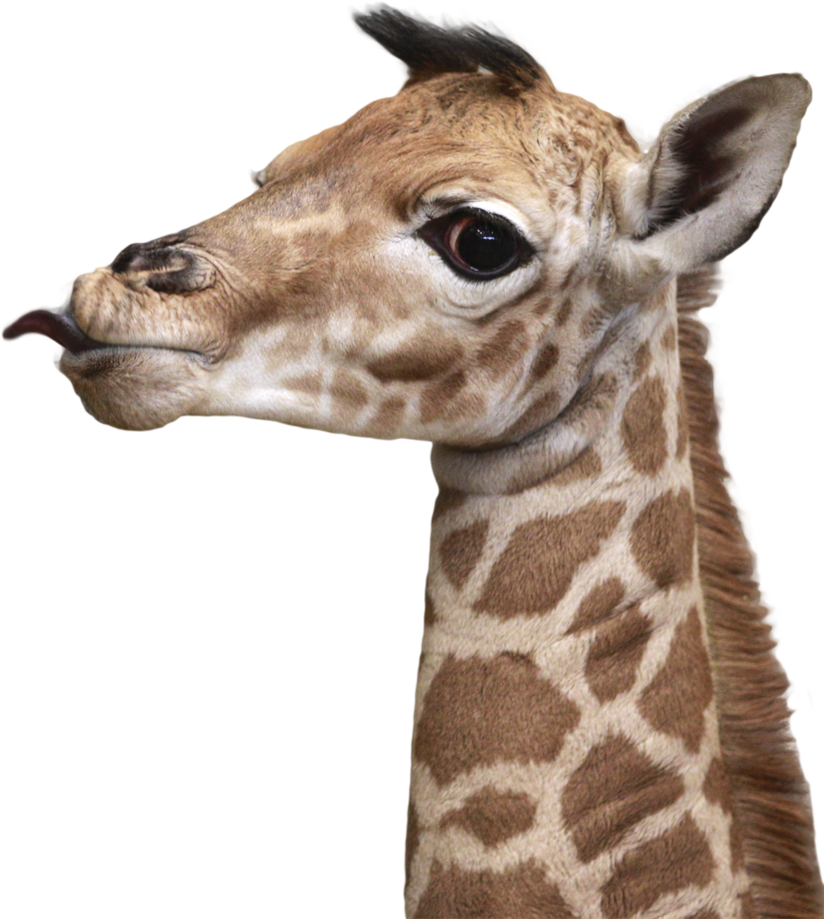 Charming Baby Giraffe Portrait Wallpaper: Gentle Expression & Patterns