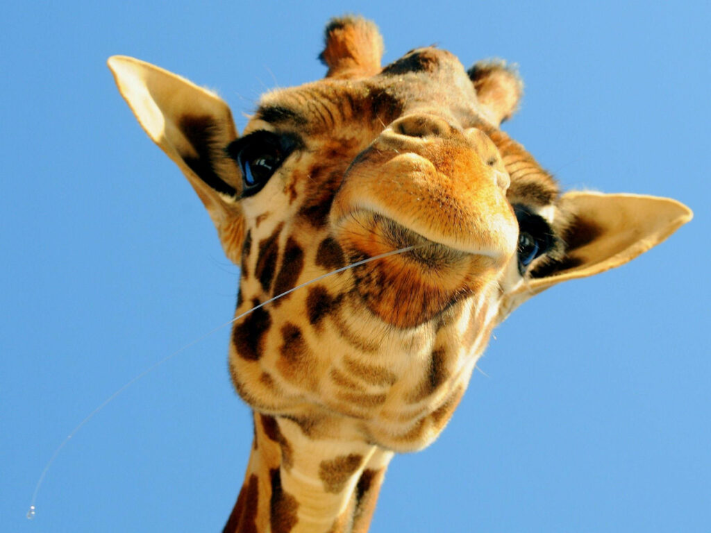 Charming Baby Giraffe Wallpaper: Close-Up with Blue Sky Background