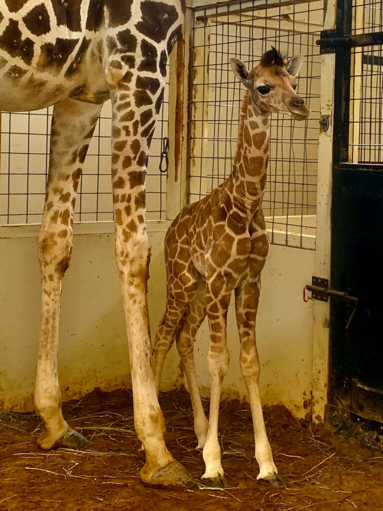 Adorable Baby Giraffe with Adult in Cozy Indoor Enclosure Wallpaper