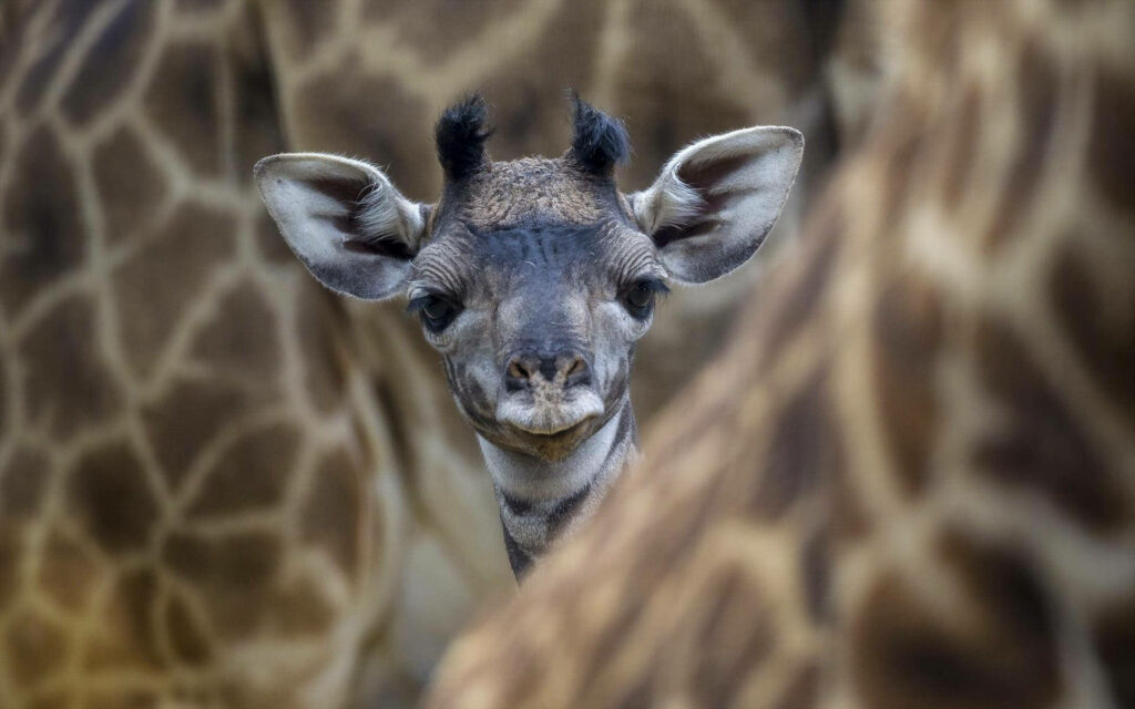 Charming Baby Giraffe: Curious & Endearing Amidst Adult Patterns Wallpaper