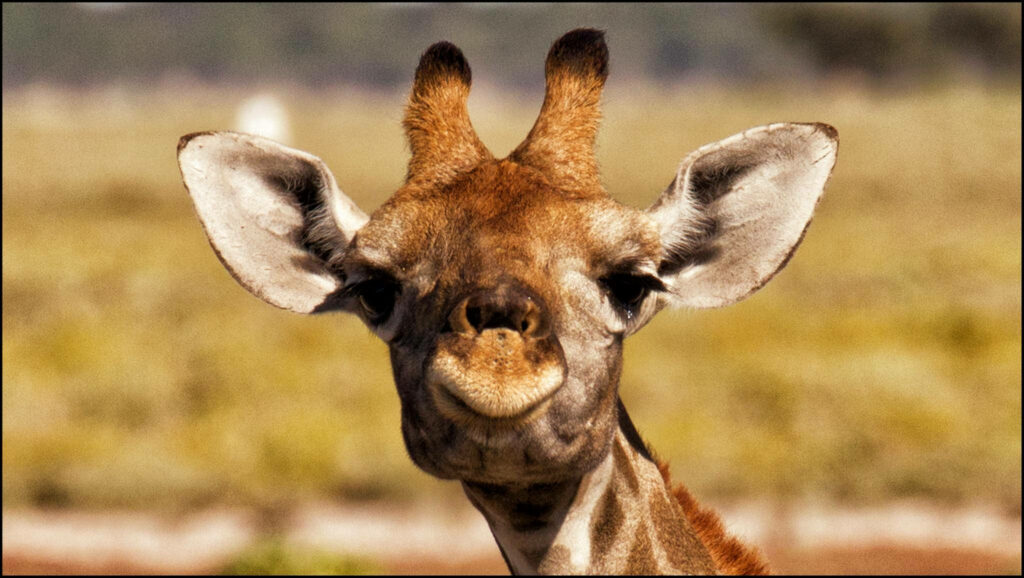 Charming Baby Giraffe Wallpaper - Gentle Gaze & Unique Markings