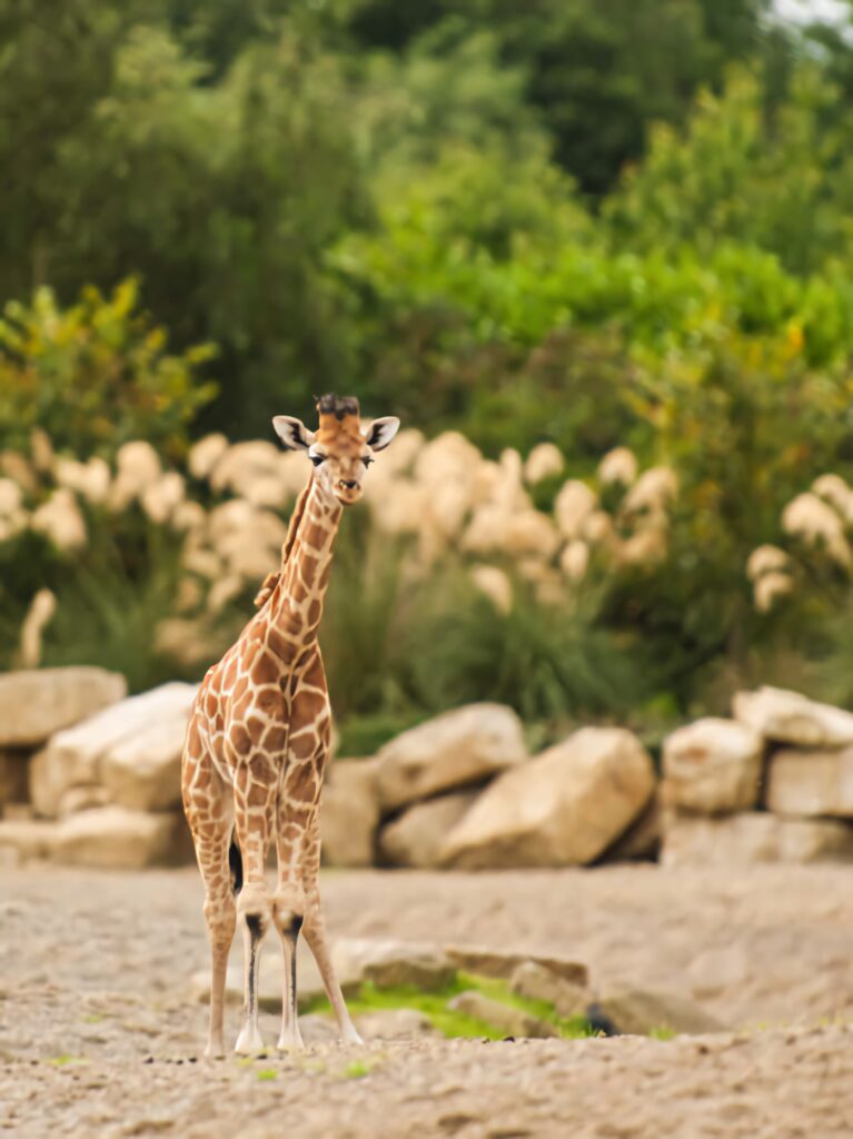 Charming Baby Giraffe Wallpaper: Serene Jungle Background