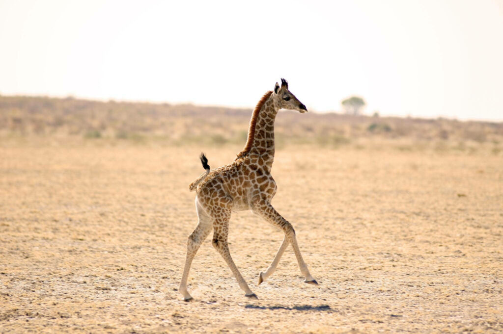 Charming Baby Giraffe in Sunlit Field - Serene Nature Background Wallpaper