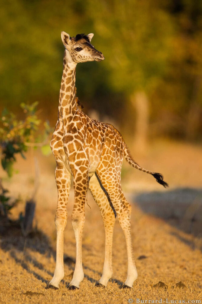 Sunlit Baby Giraffe Portrait in Serene Natural Greenery Wallpaper