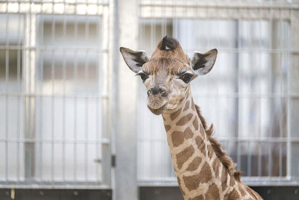 Charming Baby Giraffe Wallpaper: Elegant Neck & Unique Patterns